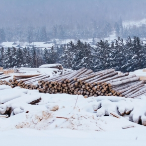 Путин предложил предоставить бизнесу отсрочку по уплате аренды лесных участков за незаготовленную древесину