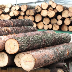 Лесозаготовители испытывают дополнительные трудности с реализацией пиловочника