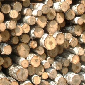 Лесозаготовители продолжают испытывать проблемы с реализацией березовых балансов