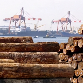 Власти Приморского края предлагают отменить ограничения СИТЭС на экспорт леса