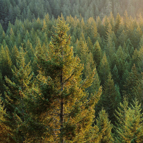 Система добровольной лесной сертификации «Лесной эталон» за один год сертифицировала более 6 млн га лесов