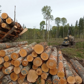 Metsä Group может отказаться от аренды лесных участков в Ленинградской обл.