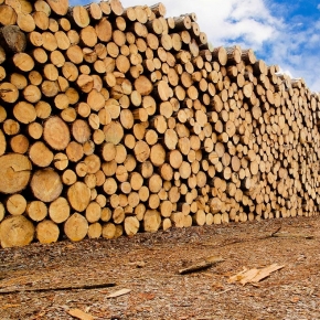 В июне отмечен локальный рост цен на лесопильное сырье