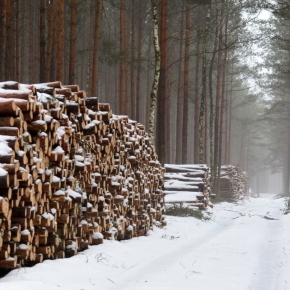 Сокращение периода зимней заготовки, выбытие техники и кадровый дефицит — лесозаготовители отмечают актуальные проблемы отрасли