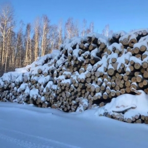 Переработчики балансовой древесины вели активную закупочную деятельность в декабре