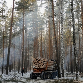 Россия: в 2023 г. доходы от использования лесов с целью лесозаготовки снизились на 16%