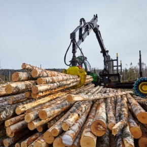 Российские лесозаготовители снижают активность