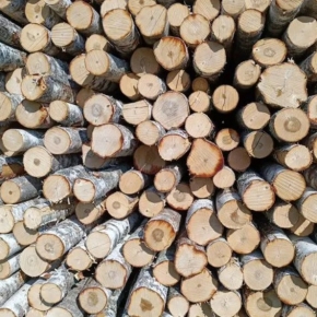 В начале июня на российском рынке лесосырья отмечено существенное ограничение предложения балансовой древесины