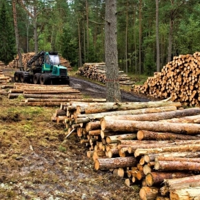 Объемы лесозаготовки набирают обороты, но не успевают закрывать текущий спрос