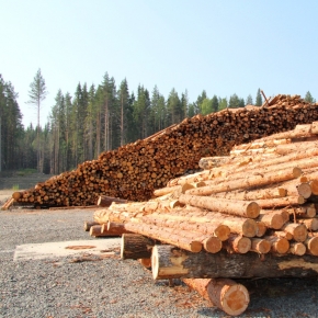 Депутаты Ленинградской обл. попросили федеральные власти снизить финансовую нагрузку на лесозаготовительный бизнес региона