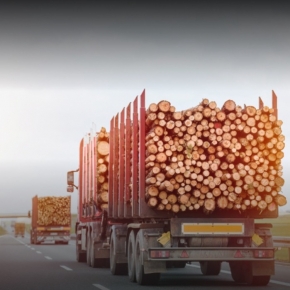 В 1 пол. 2024 г. объем перевозимой древесины вырос на 15% — Рослесхоз